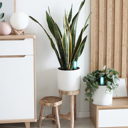 Tuya Smart Zigbee Soil Tester Temperature and Humidity